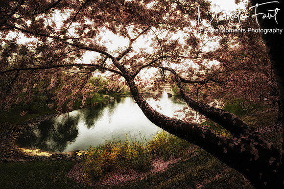 Picture Moments Photography | Marisela Fant | Wall Art and Prints