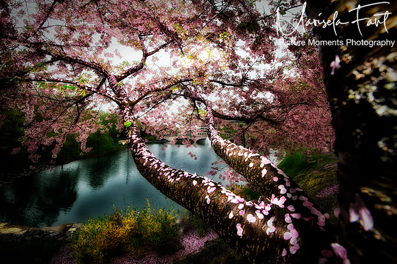 Picture Moments Photography | Marisela Fant | Wall Art and Prints