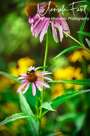 Picture Moments Photography | Marisela Fant | Wall Art and Prints