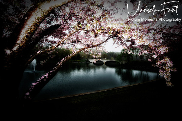 Picture Moments Photography | Marisela Fant | Wall Art and Prints