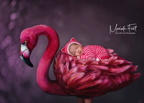 Alice Flamingo Cat Picture Moments Photography | Marisela Fant | Digital Compositions