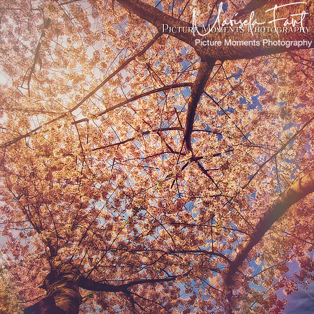 Picture Moments Photography | Marisela Fant | Wall Art and Prints