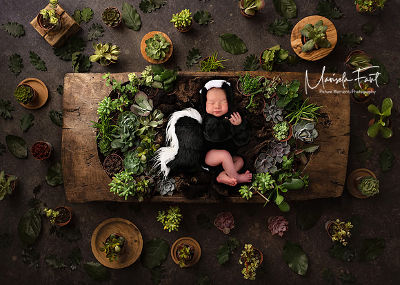 Skunk in Succulents