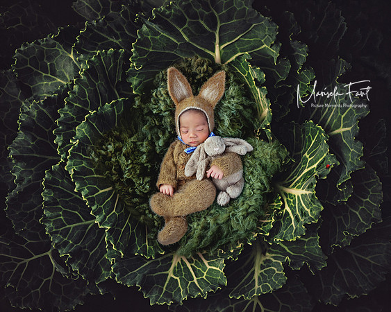 cabbage.patch