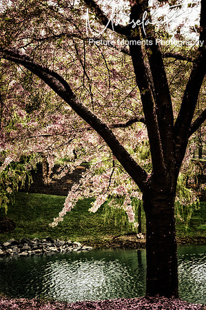Picture Moments Photography | Marisela Fant | Wall Art and Prints