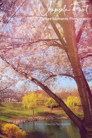 Picture Moments Photography | Marisela Fant | Wall Art and Prints