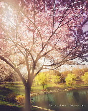 Picture Moments Photography | Marisela Fant | Wall Art and Prints