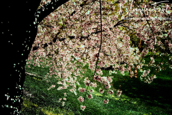 Picture Moments Photography | Marisela Fant | Wall Art and Prints