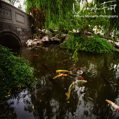 Picture Moments Photography | Marisela Fant | Wall Art and Prints