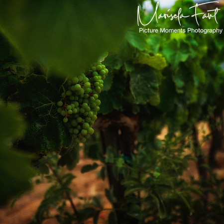 Picture Moments Photography | Marisela Fant | Wall Art and Prints
