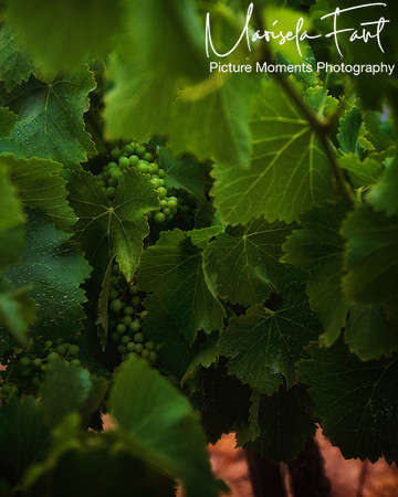 Picture Moments Photography | Marisela Fant | Wall Art and Prints