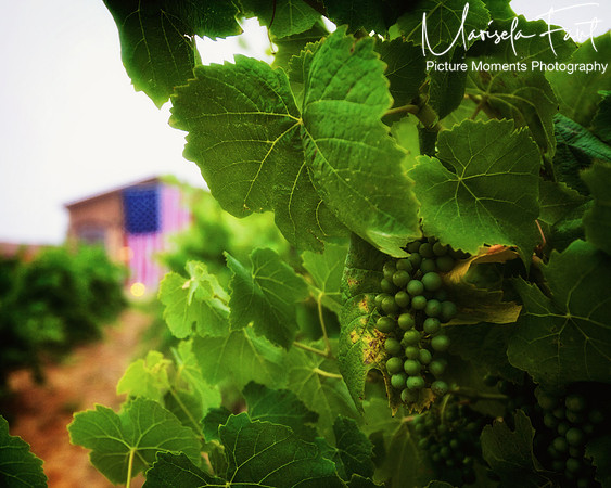 Picture Moments Photography | Marisela Fant | Wall Art and Prints