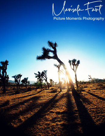 Picture Moments Photography | Marisela Fant | Wall Art and Prints