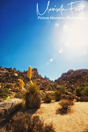 Picture Moments Photography | Marisela Fant | Wall Art and Prints