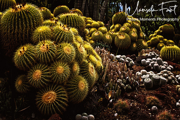 Picture Moments Photography | Marisela Fant | Wall Art and Prints