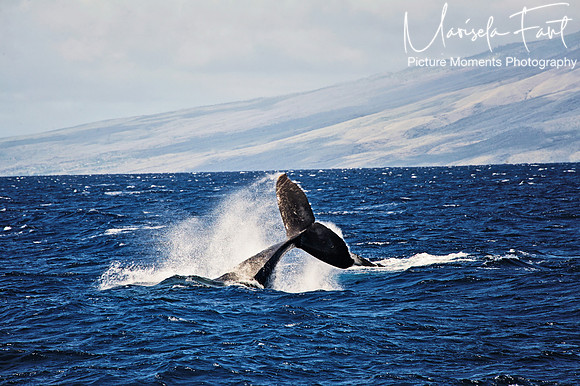 Picture Moments Photography | Marisela Fant | Wall Art and Prints