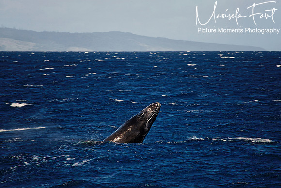 Picture Moments Photography | Marisela Fant | Wall Art and Prints
