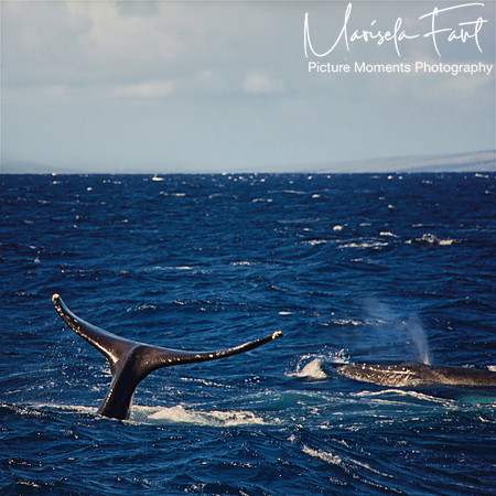 Picture Moments Photography | Marisela Fant | Wall Art and Prints