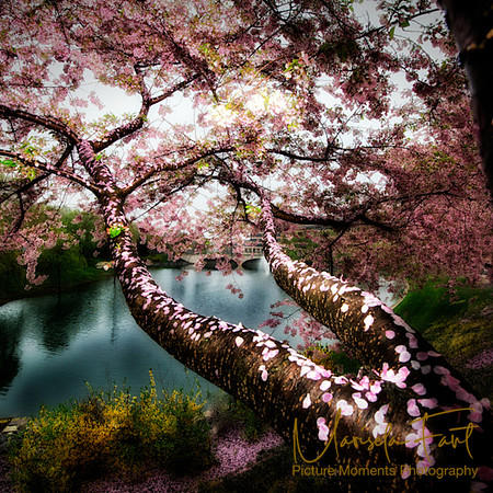 Picture Moments 001