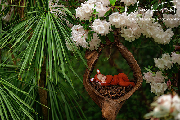 Picture Moments Photography | Marisela Fant | Digital Compositions