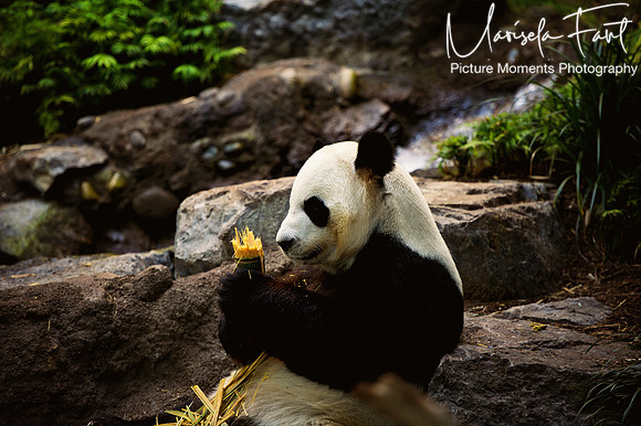Panda in Canada Picture Moments Photography | Marisela Fant | Wall Art and Prints