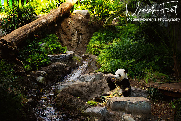 Panda in Canada Picture Moments Photography | Marisela Fant | Wall Art and Prints