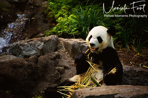 Panda in Canada Picture Moments Photography | Marisela Fant | Wall Art and Prints