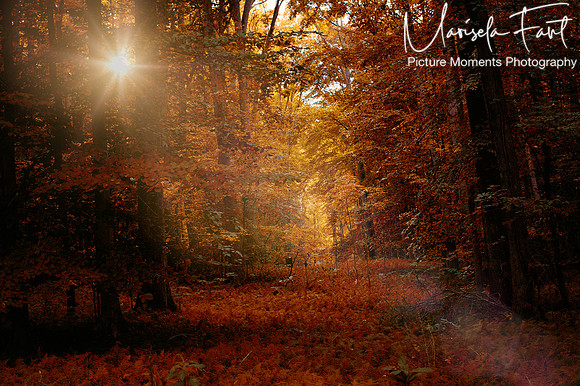 Picture Moments Photography | Marisela Fant | Wall Art and Prints
