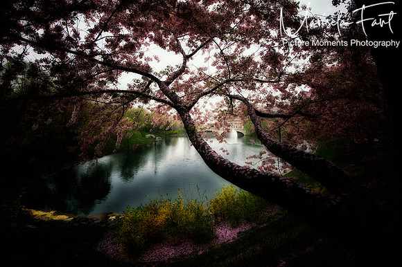 Picture Moments Photography | Marisela Fant | Wall Art and Prints