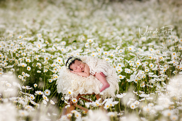 Daisy Feild Newborn baby girl.  | Marisela Fant | Digital Compositions