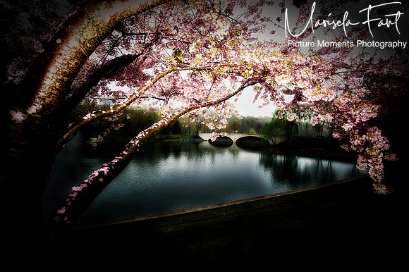 Picture Moments Photography | Marisela Fant | Wall Art and Prints