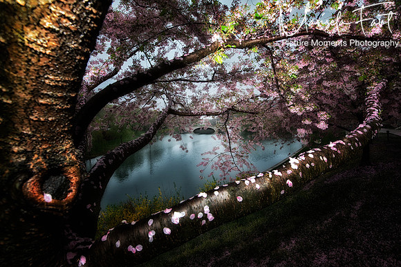 Picture Moments Photography | Marisela Fant | Wall Art and Prints