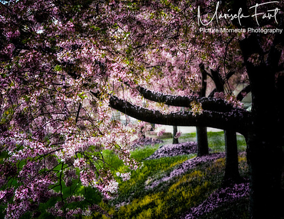 Picture Moments Photography | Marisela Fant | Wall Art and Prints