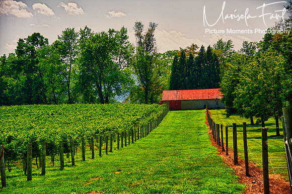 Picture Moments Photography | Marisela Fant | Wall Art and Prints