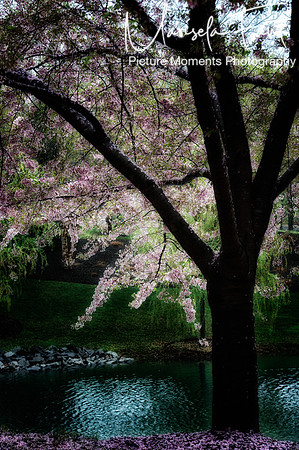 Picture Moments Photography | Marisela Fant | Wall Art and Prints