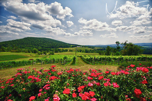 Picture Moments Photography | Marisela Fant | Wall Art and Prints