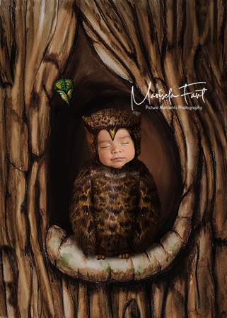 Newborn Baby owl composition