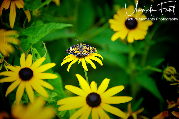 Picture Moments Photography | Marisela Fant | Wall Art and Prints