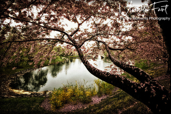 Picture Moments Photography | Marisela Fant | Wall Art and Prints