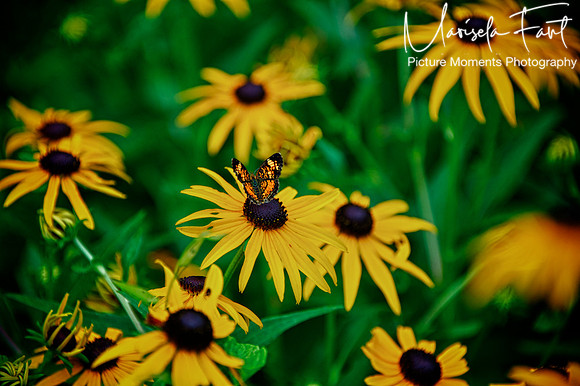 Picture Moments Photography | Marisela Fant | Wall Art and Prints